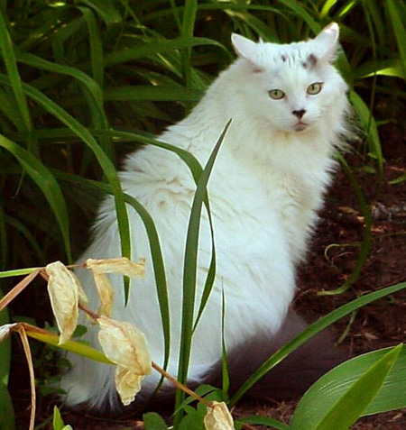 Maine Coon